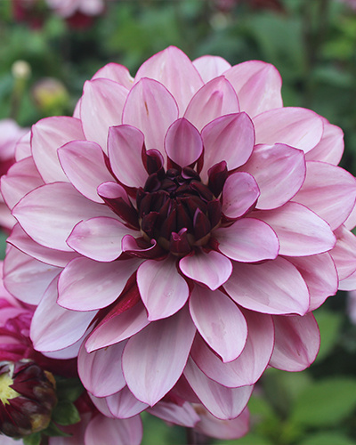DAHLIA Creme de Cassis  10 kusov